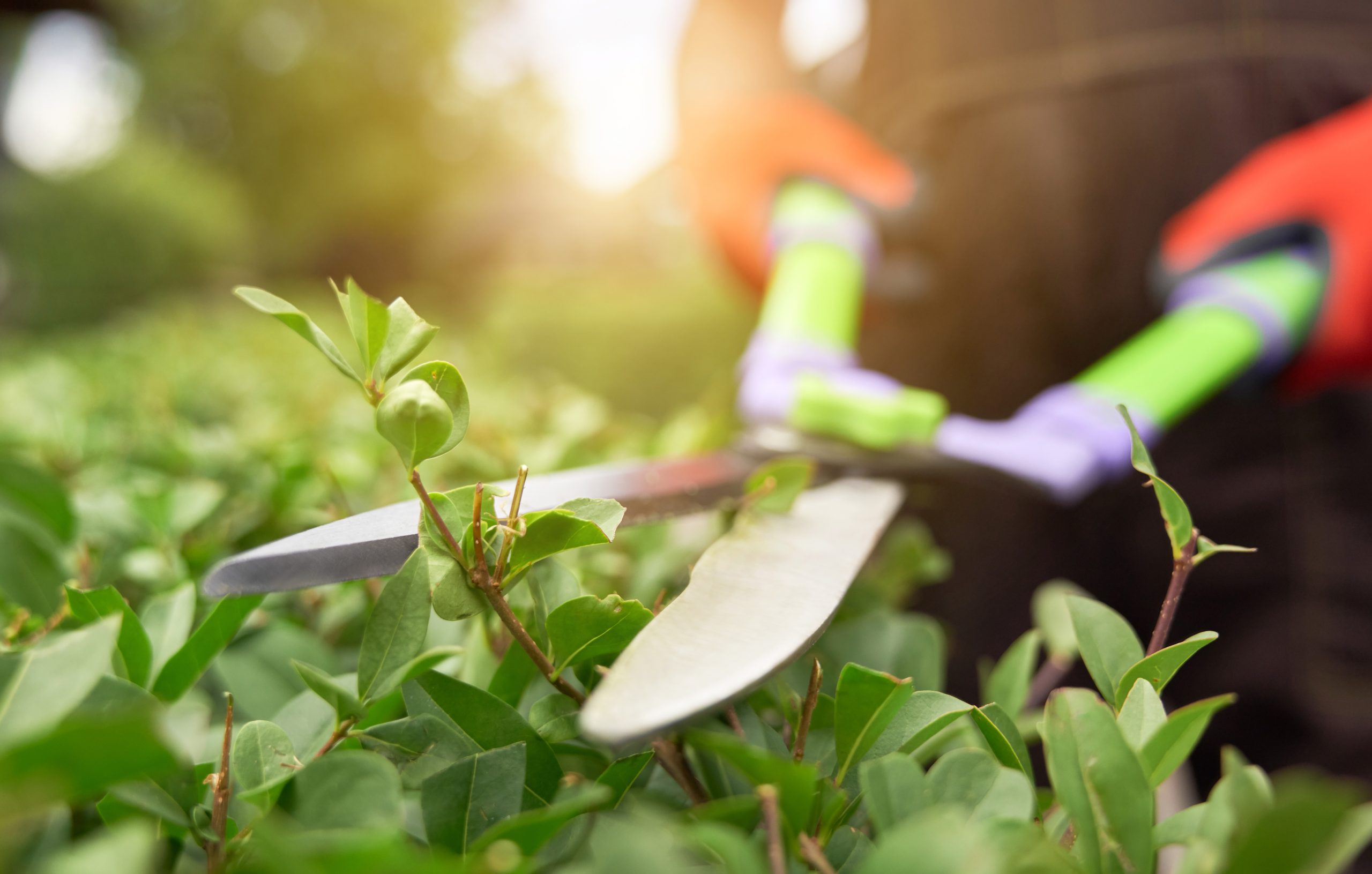 Selective focus of male gardener using big scissors to cut bushes in summer. Close up of man in uniform and gloves using special tool to taking care of backyard plants, backlit. Concept of gardening.
